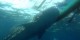 Philippines - 2012-01-16 - 134 - Whale Shark Beach